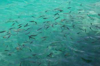 梦见池塘里有好多鱼 梦见池塘里有好多鱼 梦见池塘