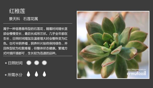 多肉植物名字对照图 终于收齐150多种多肉植物对照图，再也不愁叫什么名字了