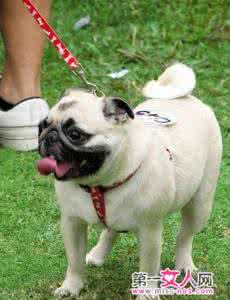 安静的狗狗 调教狗狗安静的招式