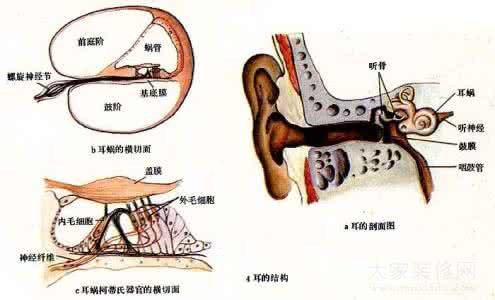 前庭器官 听觉器官和前庭器官的进化  4耳的结构  
