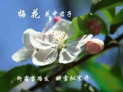 清华大学十大美女校花 十大美女花—配诗