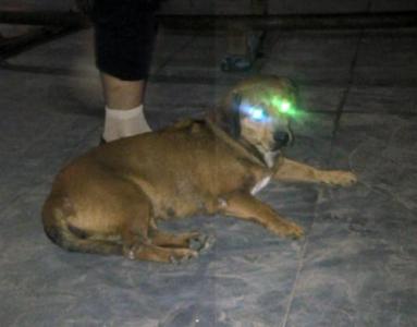 硬化氪金狗眼 狗比猩猩更懂人类_硬化氪金狗眼