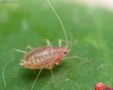 繁殖最快的蛋白昆虫 繁殖最快的昆虫