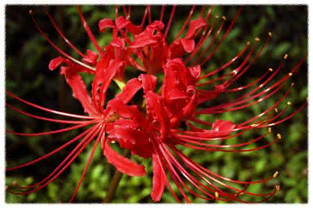 曼珠沙华的花语 谁是谁的曼珠沙华