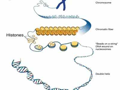 父母遗传11大特征 研究发现DNA无法解释所有遗传的生物特征