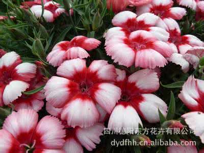 石竹科花卉 家庭常见花卉栽培与欣赏(石竹)