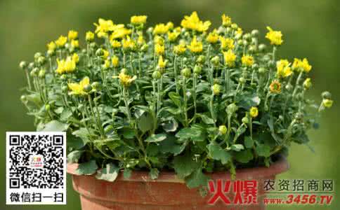 盆栽菊花怎么养殖方法 菊花种苗 盆栽菊花种苗如何种植
