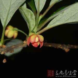 五味子的功效与作用 金山五味子的功效 五味子有哪些养生保健的作用