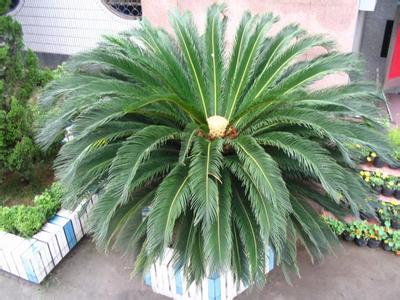 十大阳台化煞招财植物 用于阳台招财的风水植物