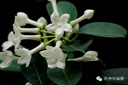 香满园泰清香茉莉香米 【清香植物】茉莉的品种欣赏,原来她也可以这么美!