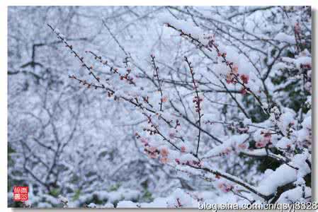 男缠三寸金莲变装小说 转载 【江南雪翻译】枝缠莲——中长款开衫