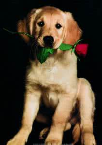 时光与狗的句子 时光与狗