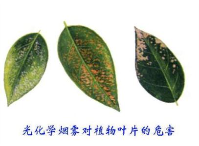 大气污染对植物的危害 植物对大气污染的抗性