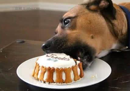 宠物狗零食 可以给宠物狗吃零食吗?