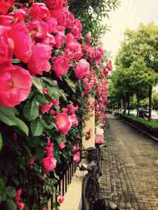 蔷薇花的养殖方法 蔷薇花图片 【蔷薇花】蔷薇花怎么养