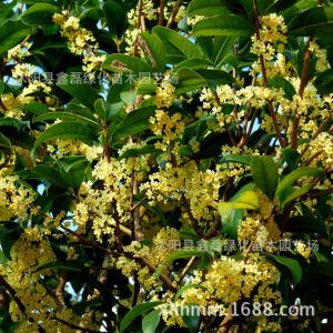 梦见桂花树开花 梦见桂花树开花 梦见桂花