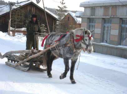 马拉爬犁 东北趣事之——马拉爬犁比车快