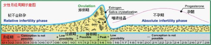 唾液能杀死艾滋病毒吗 唾液会杀死精子吗？唾液的作用是什么？