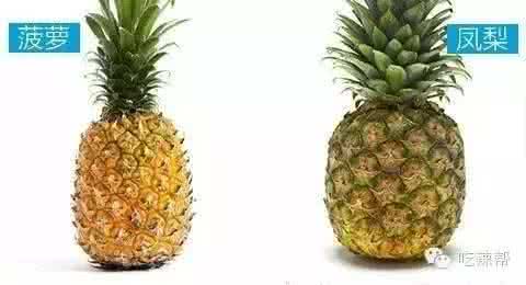 又是一年毕业季 又是一年菠萝季,可是菠萝的秘密你知道吗?