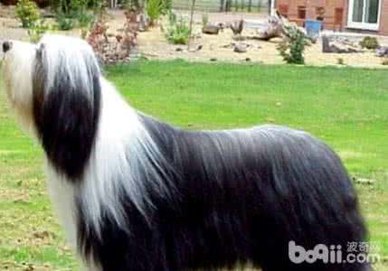 德国牧羊犬有几个品种 长须牧羊犬 牧羊犬有几个品种