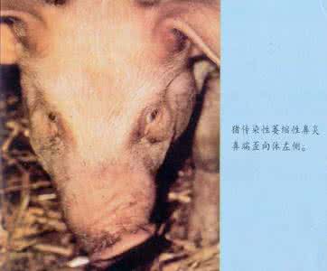 如何治疗萎缩性鼻炎 萎缩性鼻炎 萎缩性鼻炎要如何治疗