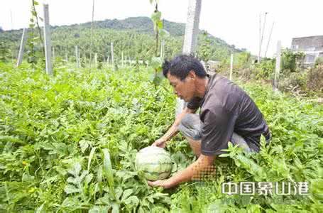 农民田地国家补助标准 农民田地国家补助标准 田地里的西瓜农民当草，竟然是如此厉害的良药