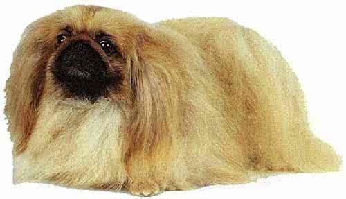 宠物狗品种图片大全 宠物狗品种图片大全 宠物世界—世界名犬品种图片资料大全