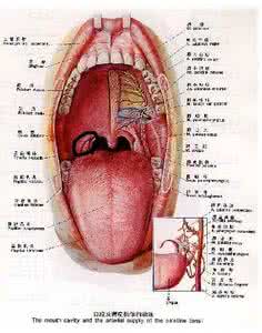 下巴酸疼 下巴酸疼 下巴酸疼是怎么回事？
