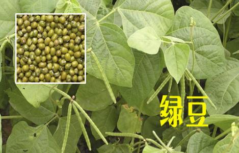酒精肝和脂肪肝区别 【转载】绿豆与板蓝根专治酒精肝和脂肪肝