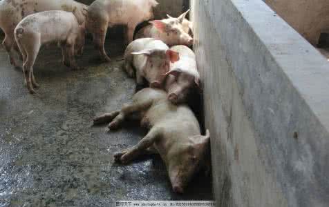 日寇杀人场遗址 日寇猪圈旁边杀40余人 将砍下的脑袋当球踢