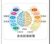 左右脑平衡的人很笨 左右脑神马的