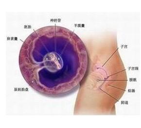 早孕的症状有哪些 怀孕初期反应的表现形式
