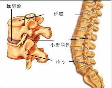 腰椎间盘退行性变 下腰痛和腰椎间盘退行