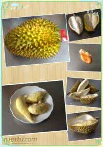 好吃的榴莲作文450字 吃榴莲的启示作文300字