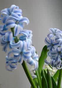 粉蝶花花语 粉蝶花养殖 粉蝶花花语