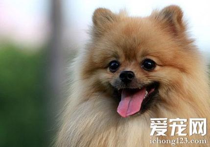 博美犬性格 博美犬性格 【博美犬性格】博美犬性格怎么样