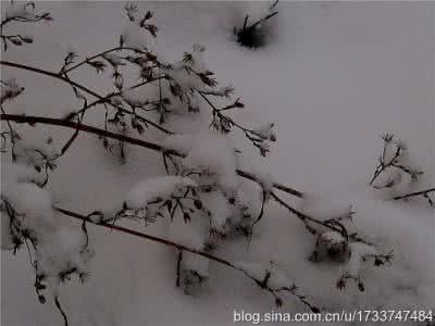 四散的尘埃 散香尘落雪 留心语雕花