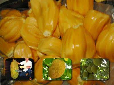 菠萝菠萝蜜是什么意思 菠萝菠萝蜜