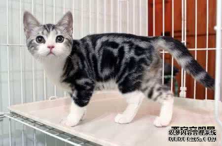 美国短毛猫怎么看品相 美国短毛猫怎么看品相 短毛猫怎么打理