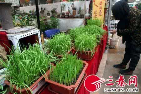 韭菜钓鱼妙用 韭菜在养殖业上的妙用 醋对花卉养殖上有什么妙用