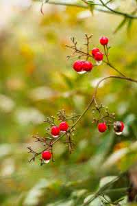 和风对细雨 和风有意,对雨留情