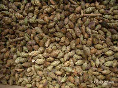 苍耳子治疗鼻炎的用法 苍耳能治鼻炎的偏方