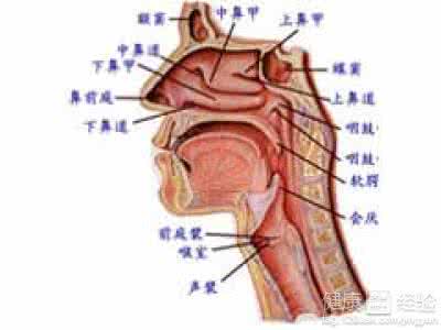 盐水洗鼻子治疗鼻炎 洗鼻子治疗鼻炎的原理？