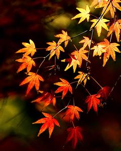 一片秋叶图片大全 一片 秋叶