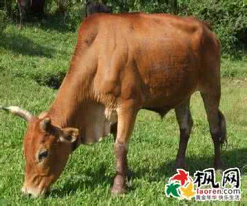 梦见黄牛 黄牛 梦见黄牛