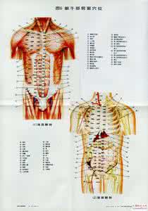 针灸图谱 针灸【图谱】