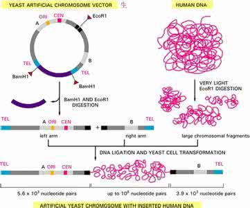 重组dna技术原理 重组DNA技术