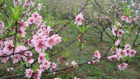 山桃红花满上头 描写桃花 ? ?山桃红花满上头，蜀江春水拍山流