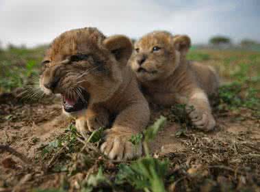 美11月大女婴扮狮子 神奇一幕：女婴穿狮子装萌翻真狮子