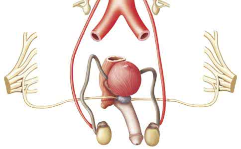 吃什么利于阴茎的发育 男人的阴茎什么时候开始发育